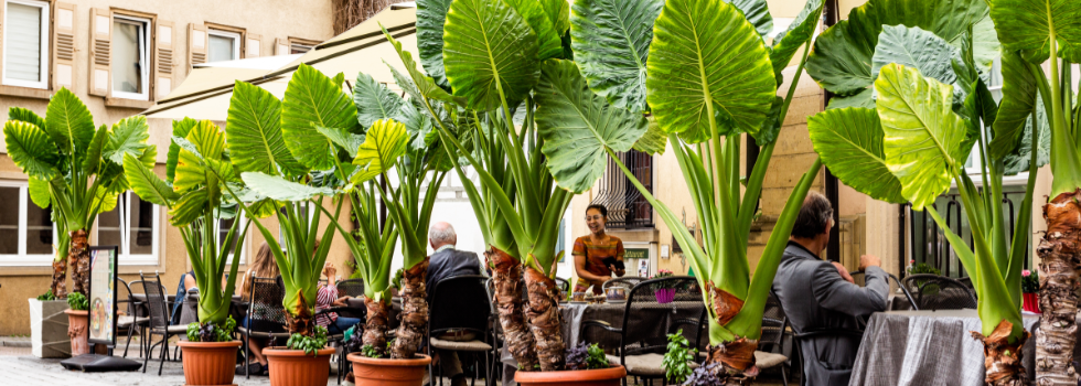 Terrasse geöffnet!